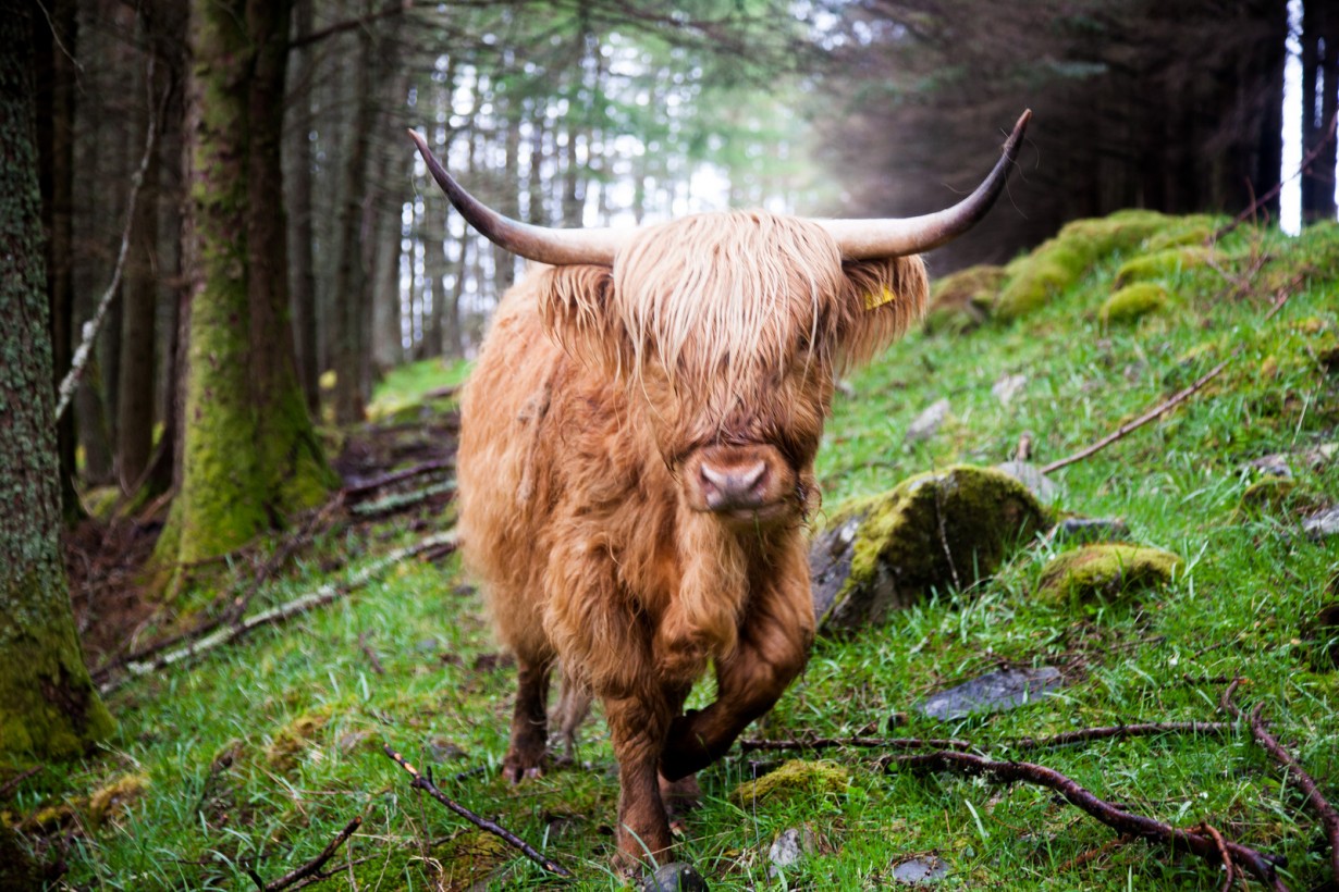 Highland cattle cow 
