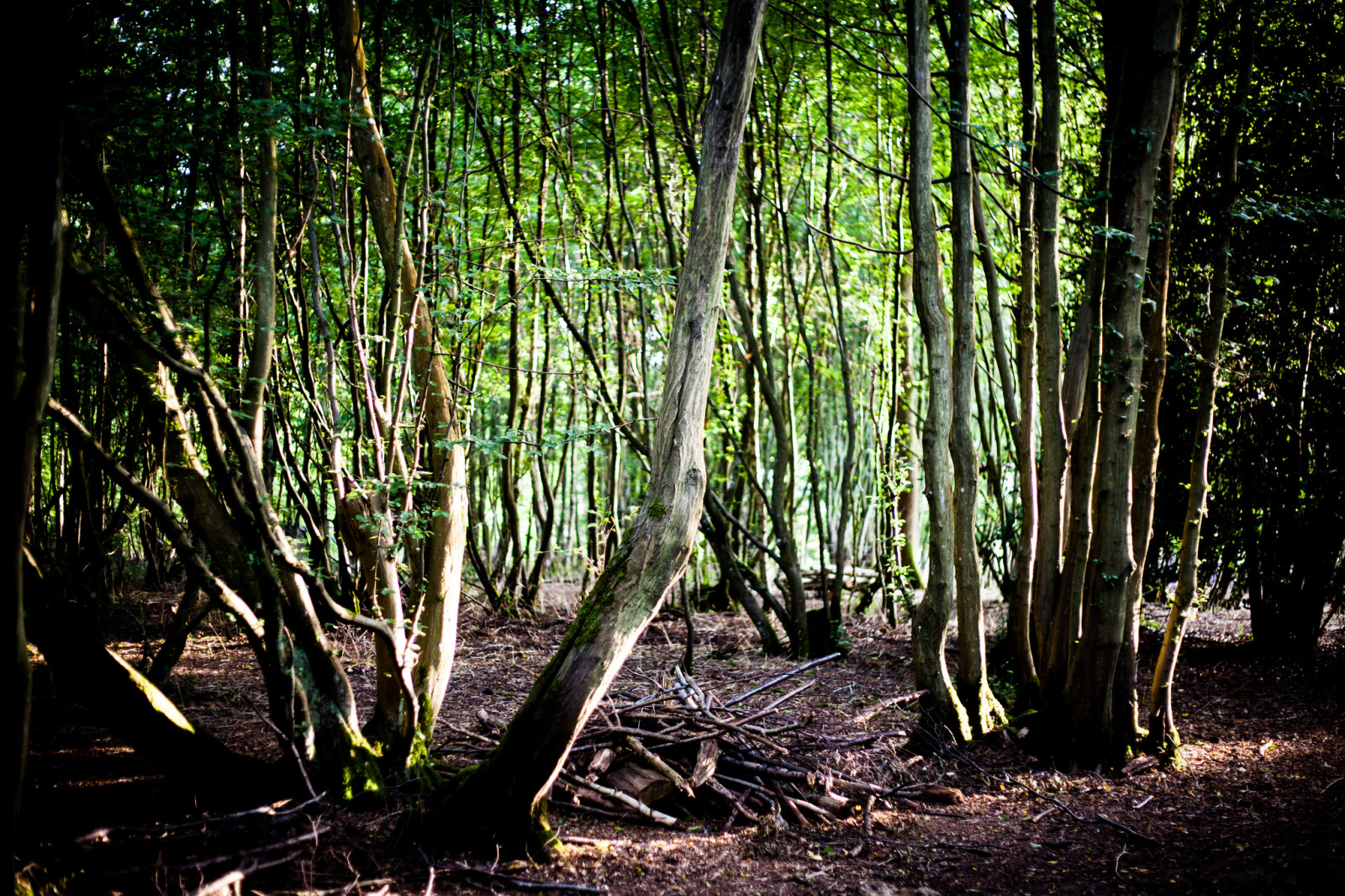 woods wood trees