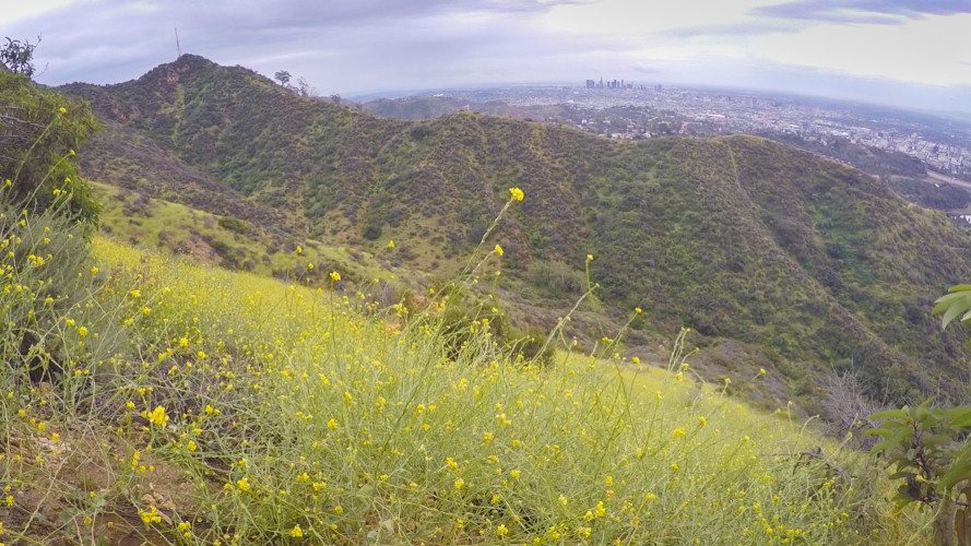 Los Angeles hills