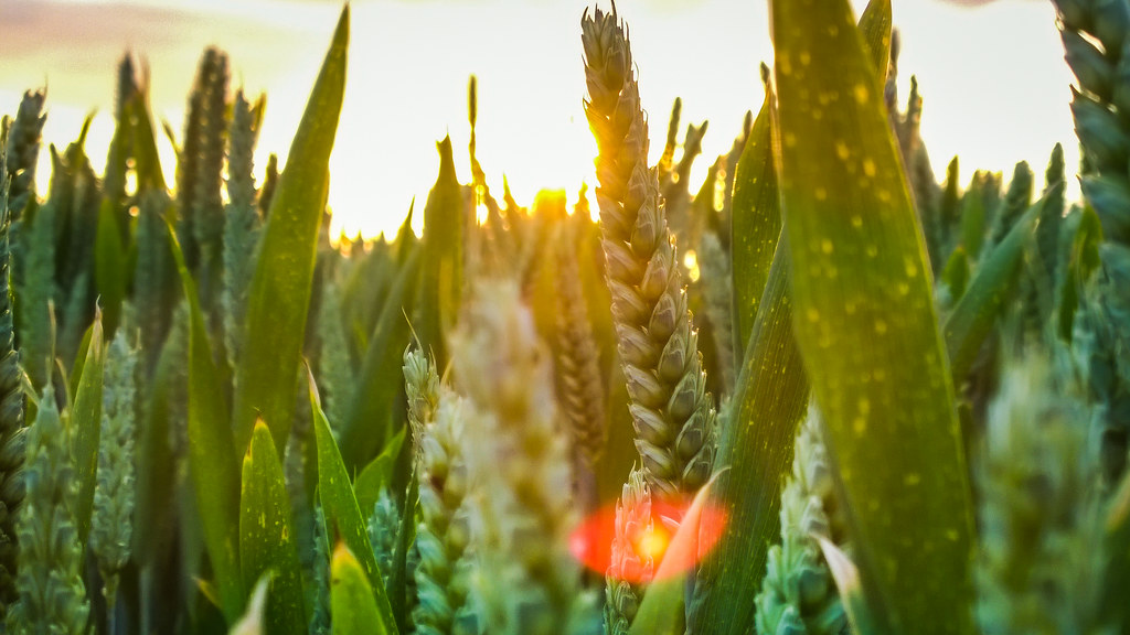 Make the Most of the Long Summer Evenings