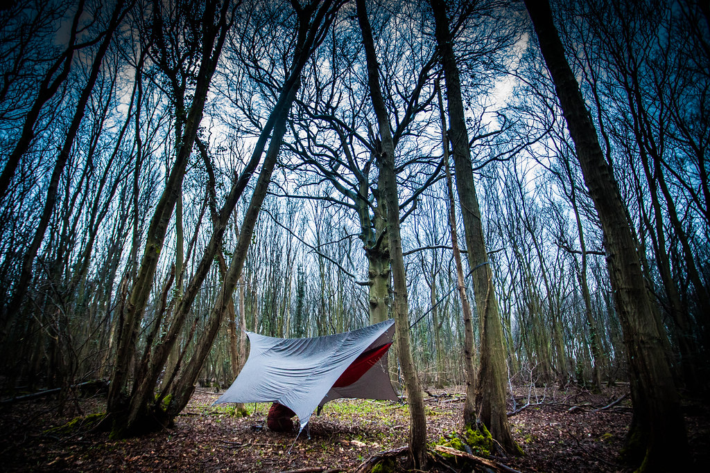 Hammock in the Woods