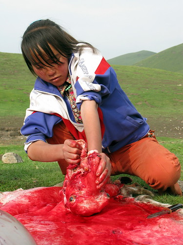 Butchering a sheep Tibetan style near Erbou, Qinghai Province, China