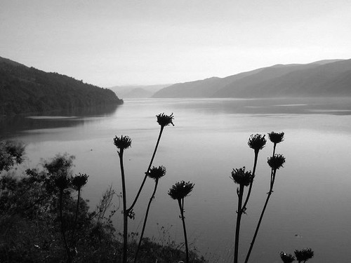 Flowers by the Danube