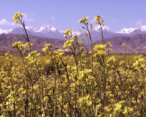 13-kyrgyzstan (44)_1.jpg