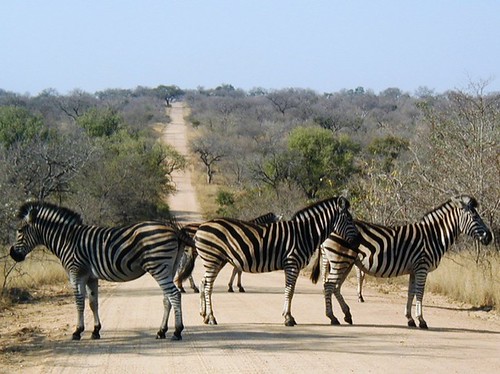 Zebra crossing