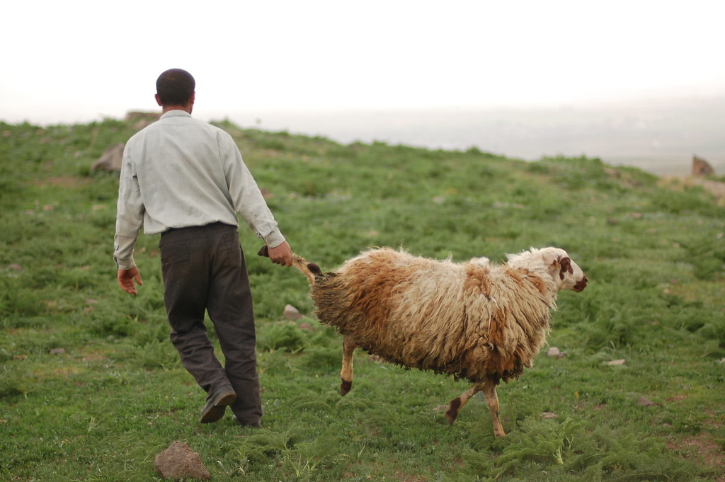Shepherds at Mt Ara, Armenia 3
