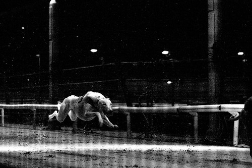 Greyhound crossing the finish line