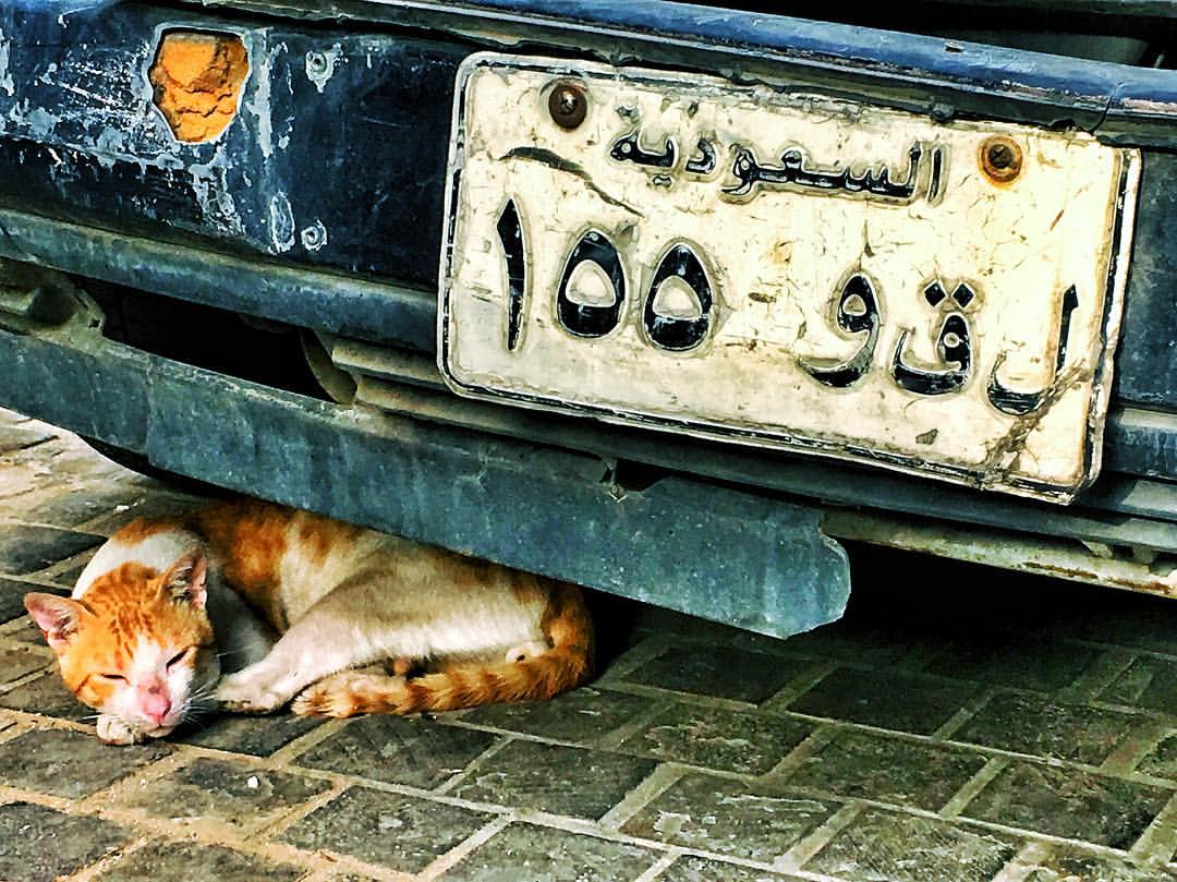 Snoozing far from the dash and bustle of the shiny malls and the status symbol cars of modern Riyadh.