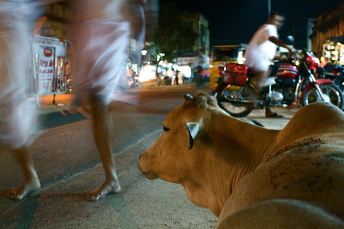 Holy Cow (I love your eyes?)