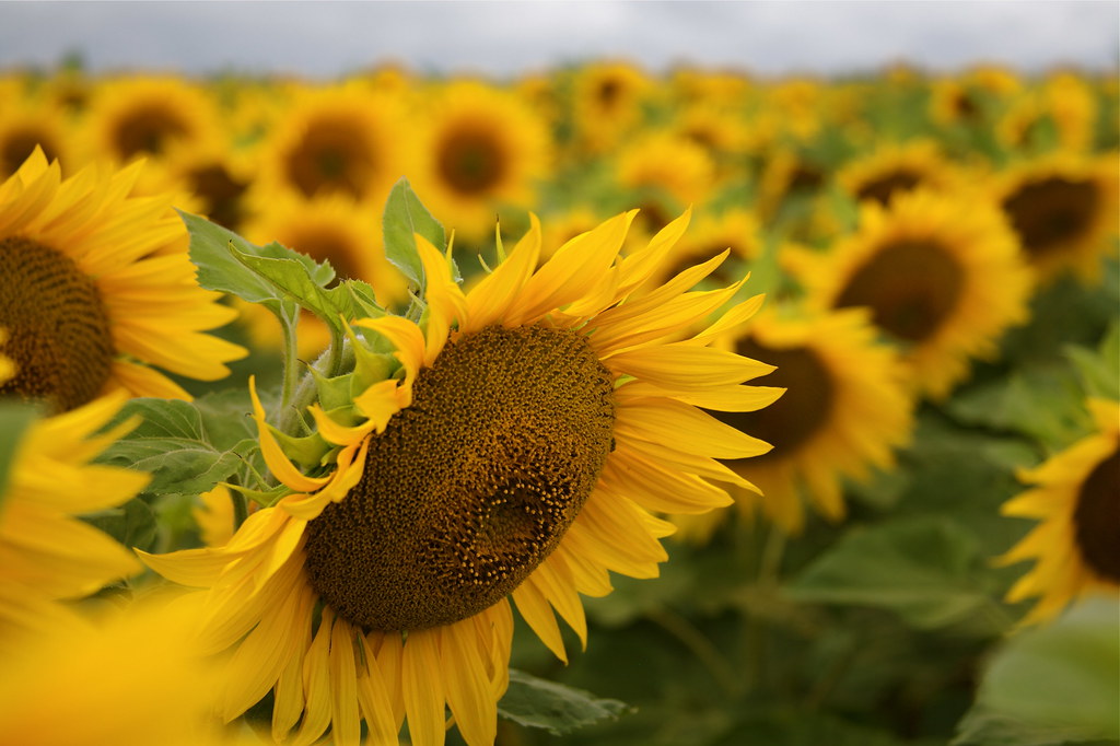 Sunflowers