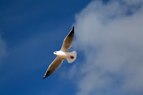 Gull