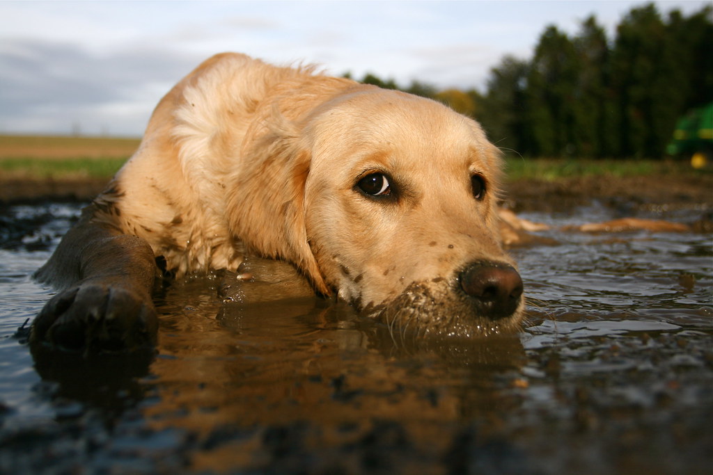 Dog plus mud = bliss