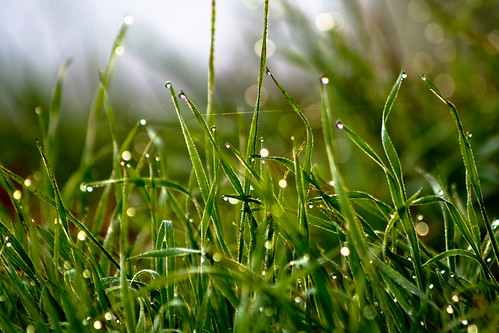Dawn sunlight on autumn grass