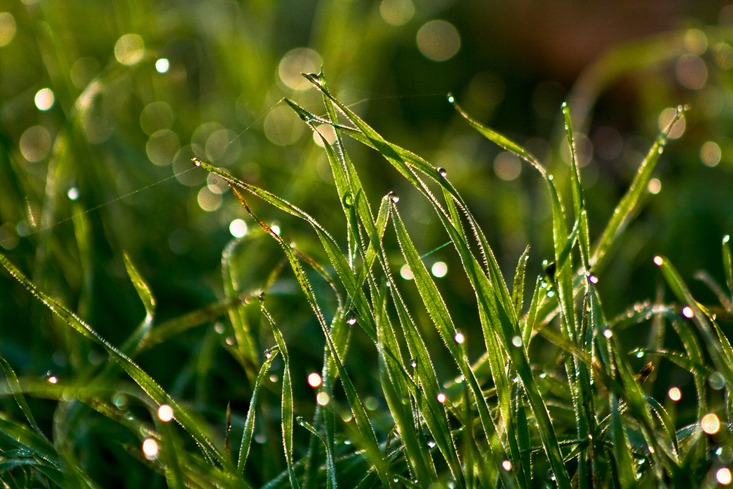 Dawn sunlight on autumn grass