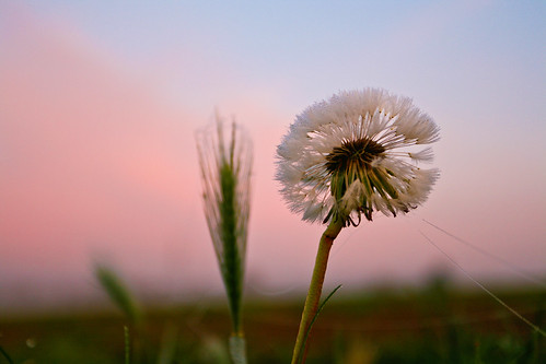 Dew on a dandelion clock at dawn