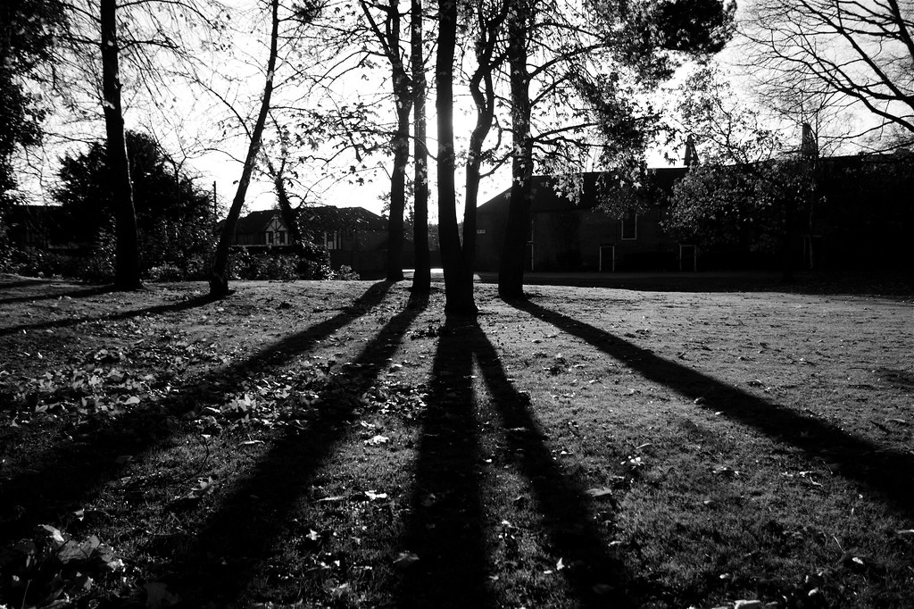 tree shadows