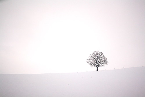 Winter tree