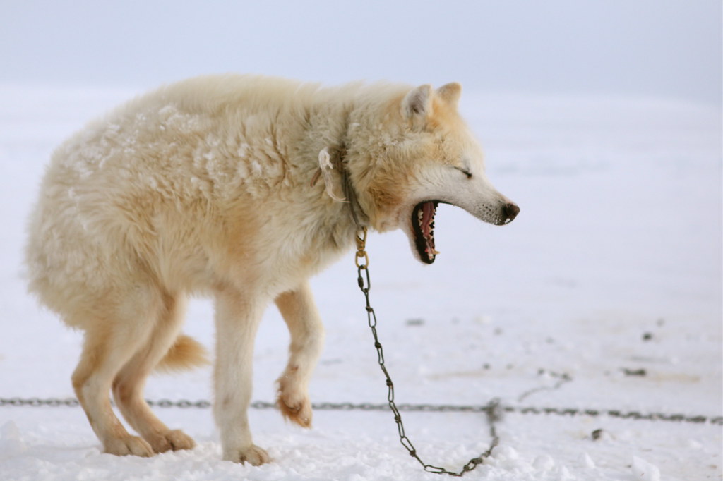 Husky Dog feeding time