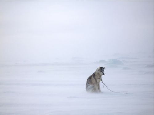 Husky Dog in the Arctic