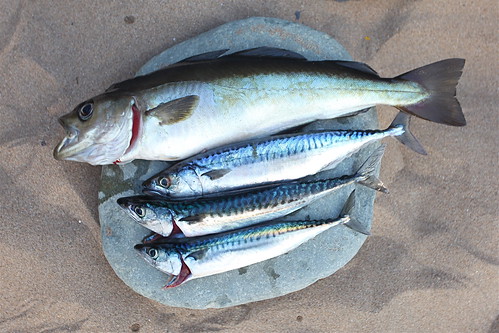 Sea kayaking in Wales