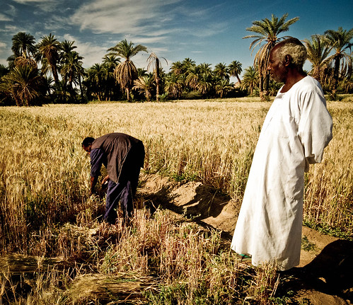 Nubain wheat harvest
