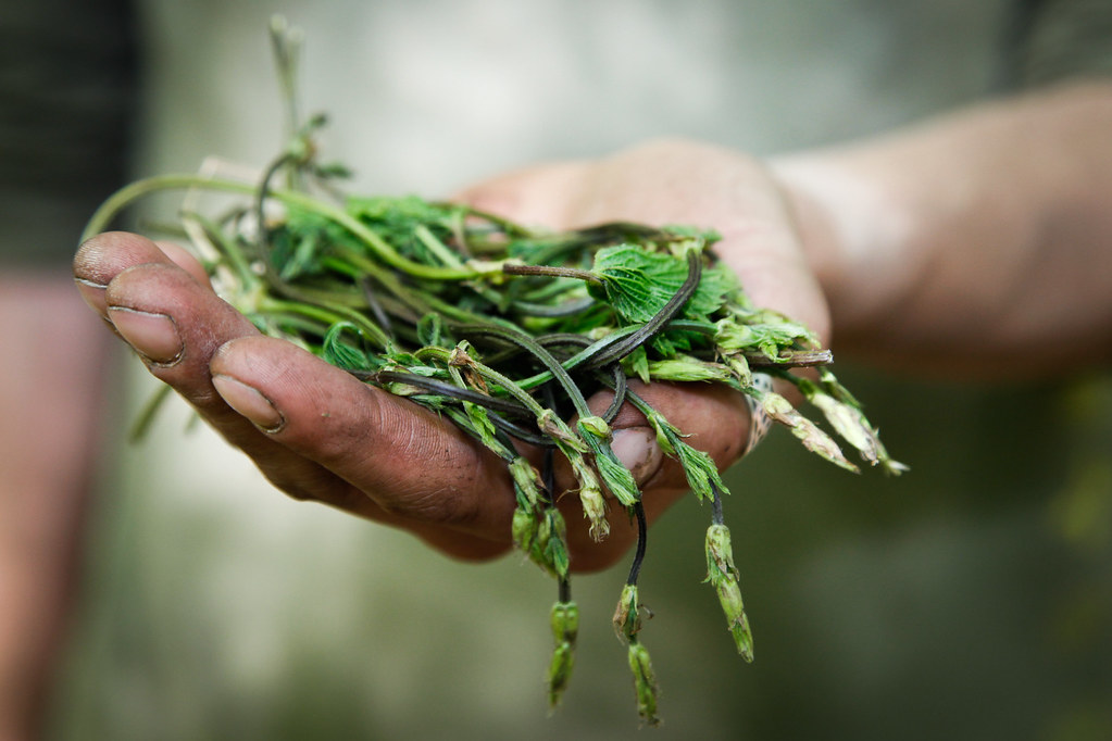 Hop shoots