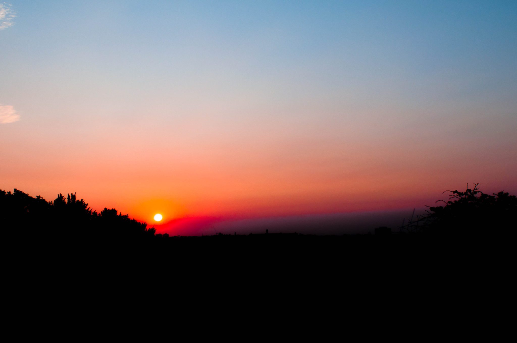 Primrose Sunrise